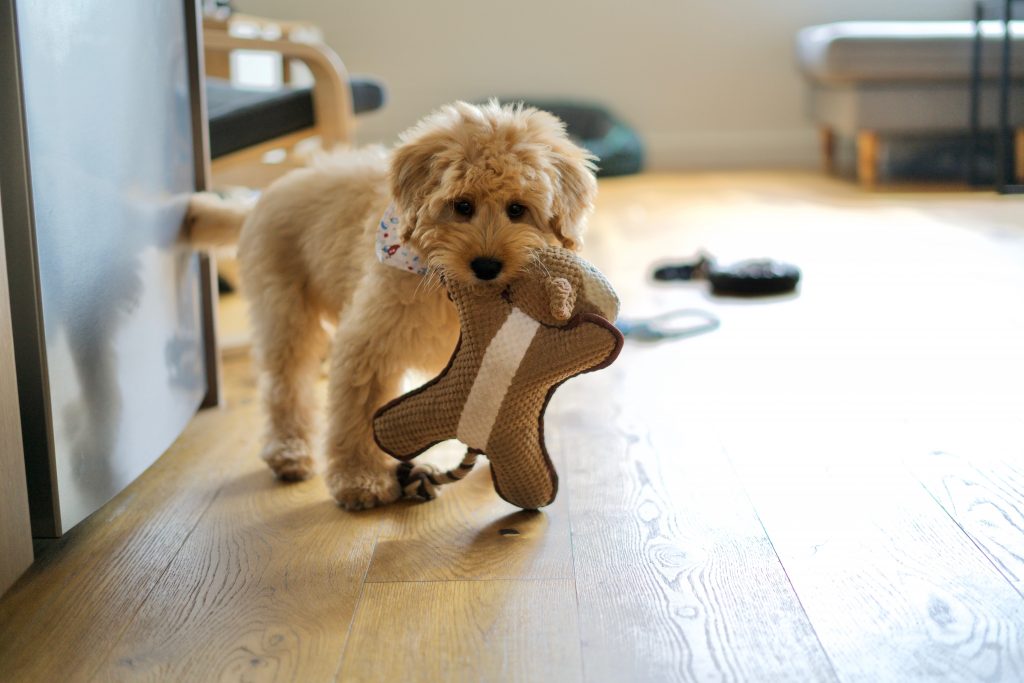 A Dog Bringing Gifts