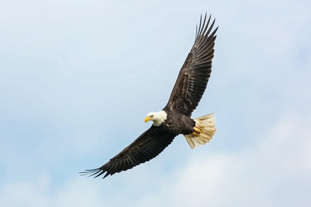 How to Soar on Wings of Eagles