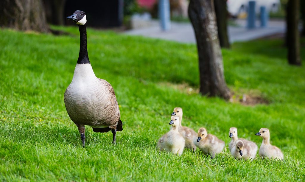 The Ducklings