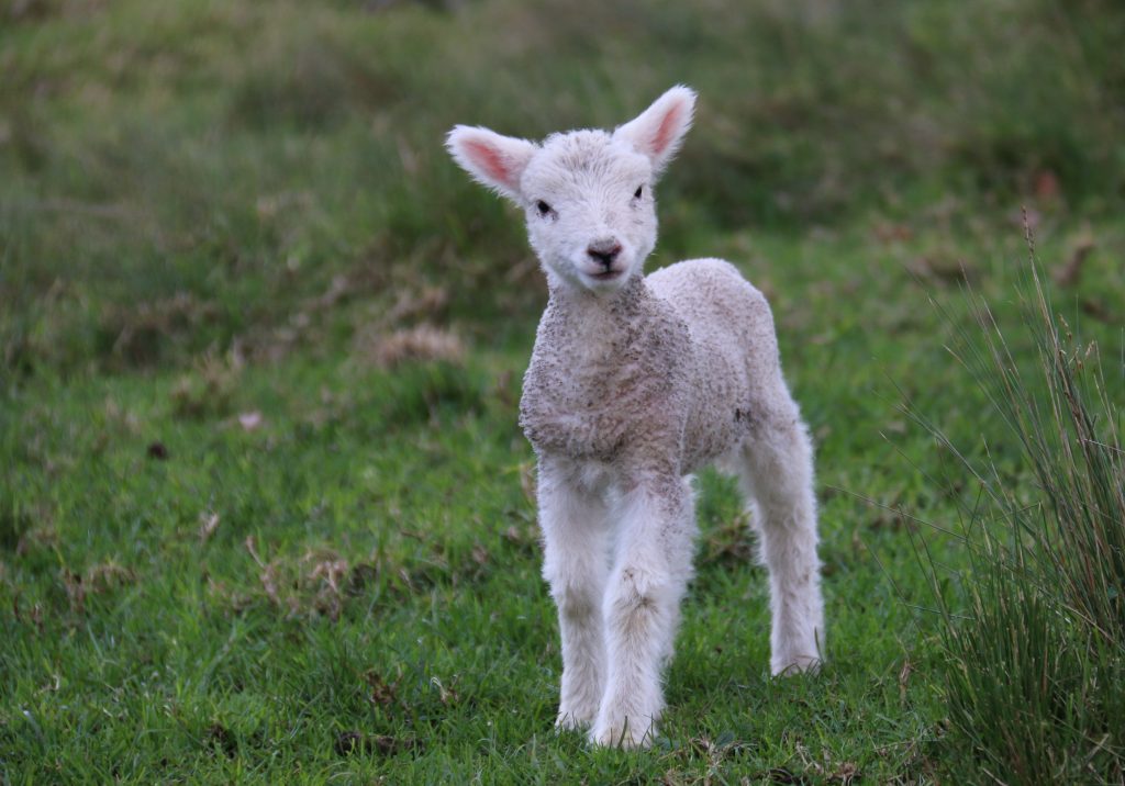 Where is the Lamb