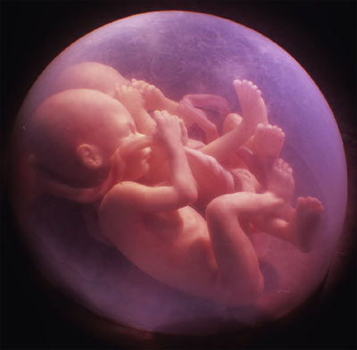 Výsledek obrázku pro two babies in the womb
